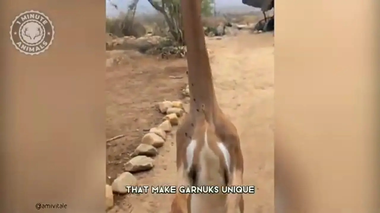 ببینید| زرافه گردن، غزال بامزه ای که شبیه زرافه است و روی دوپا می ایستد!