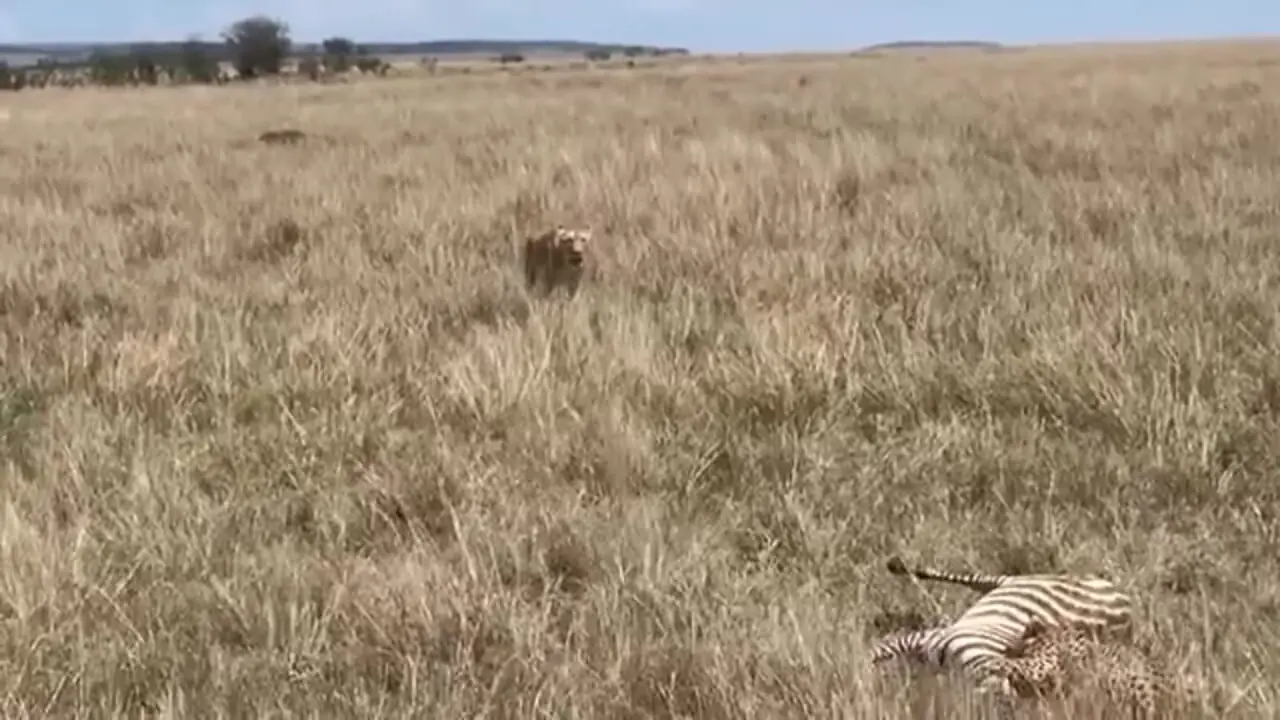 ببینید| «یوزپلنگ» ترسو شکارش را به «ماده شیر» واگذار کرد!