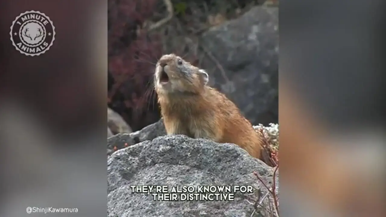 ببینید| پایکا؛ یک خرگوش وحشی که صدایی شبیه سوت دارد!