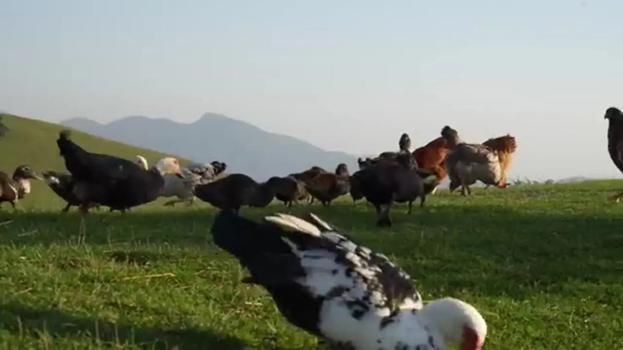 غذای روستایی در ایران؛ پخت آبگوشت مرغ و تهیه پنیر در کوهستان