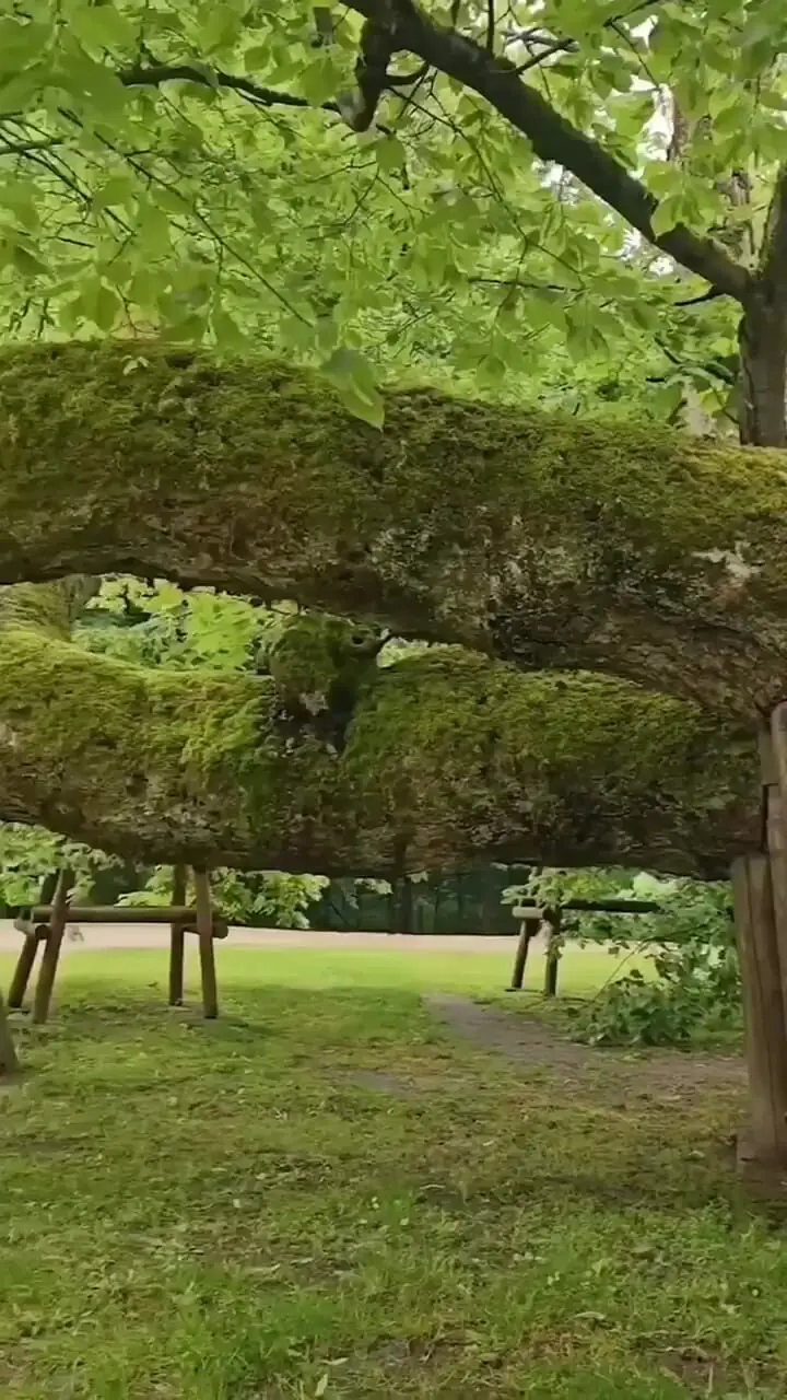 ببینید| این درخت میراث تاریخی جمهوری چک است