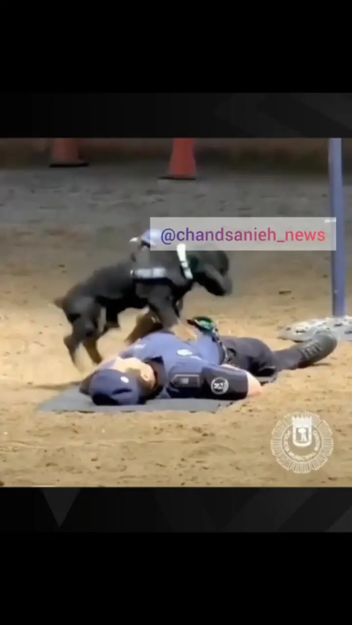 ببینید| سگ پلیس مادرید با اجرای CPR در تمرین، اینترنت را شگفت‌زده کرد