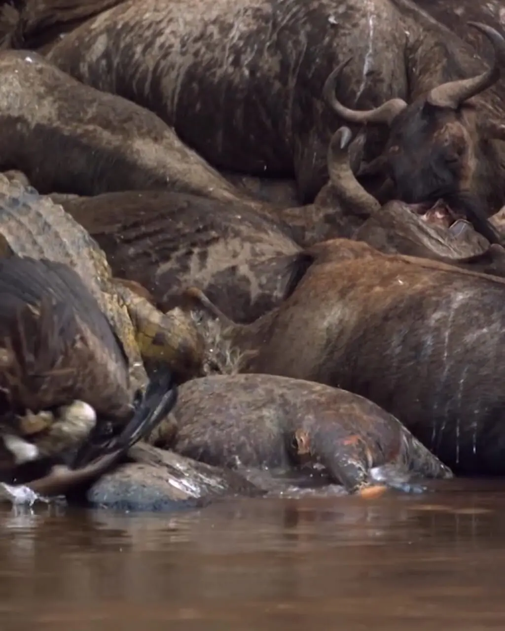 ببینید| لحظه شوک‌آور؛ کرکس توسط تمساح بلعیده شد!