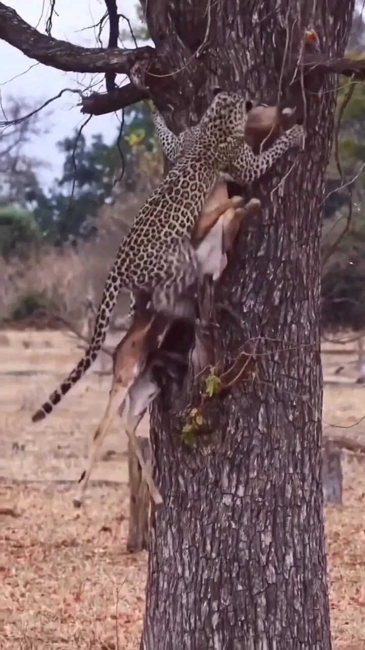 ببینید| قدرت باورنکردنی یک پلنگ