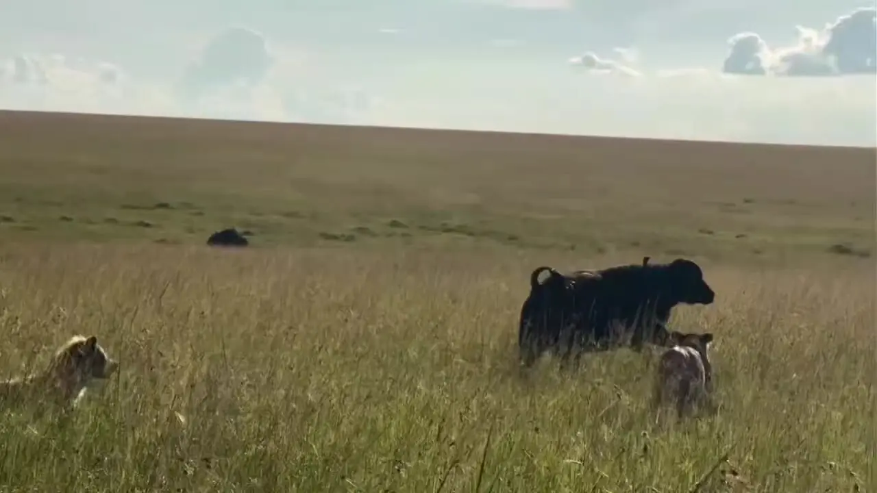 ببینید| از کفتار تا شیر؛ پایان تلخ یک نبرد مادری