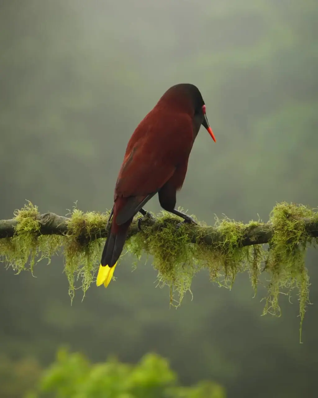 ببینید| آواز نمایشی پرنده‌ای به نام لانه‌آویز دم‌زرد مونتزوما