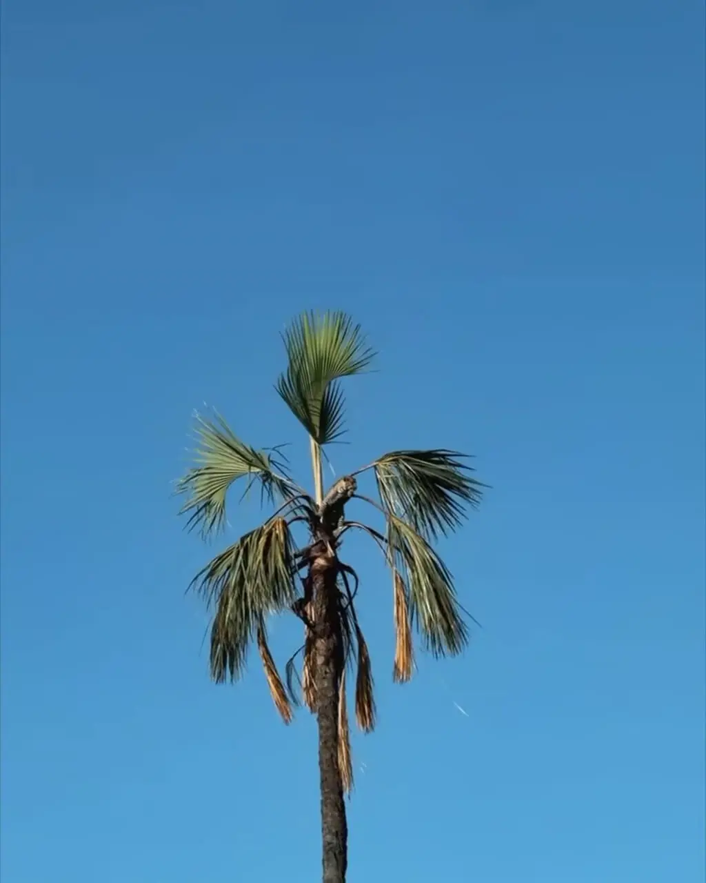 ببینید| پناه بردن پلنگ به بالای درخت نخل از ترس بابون‌ها