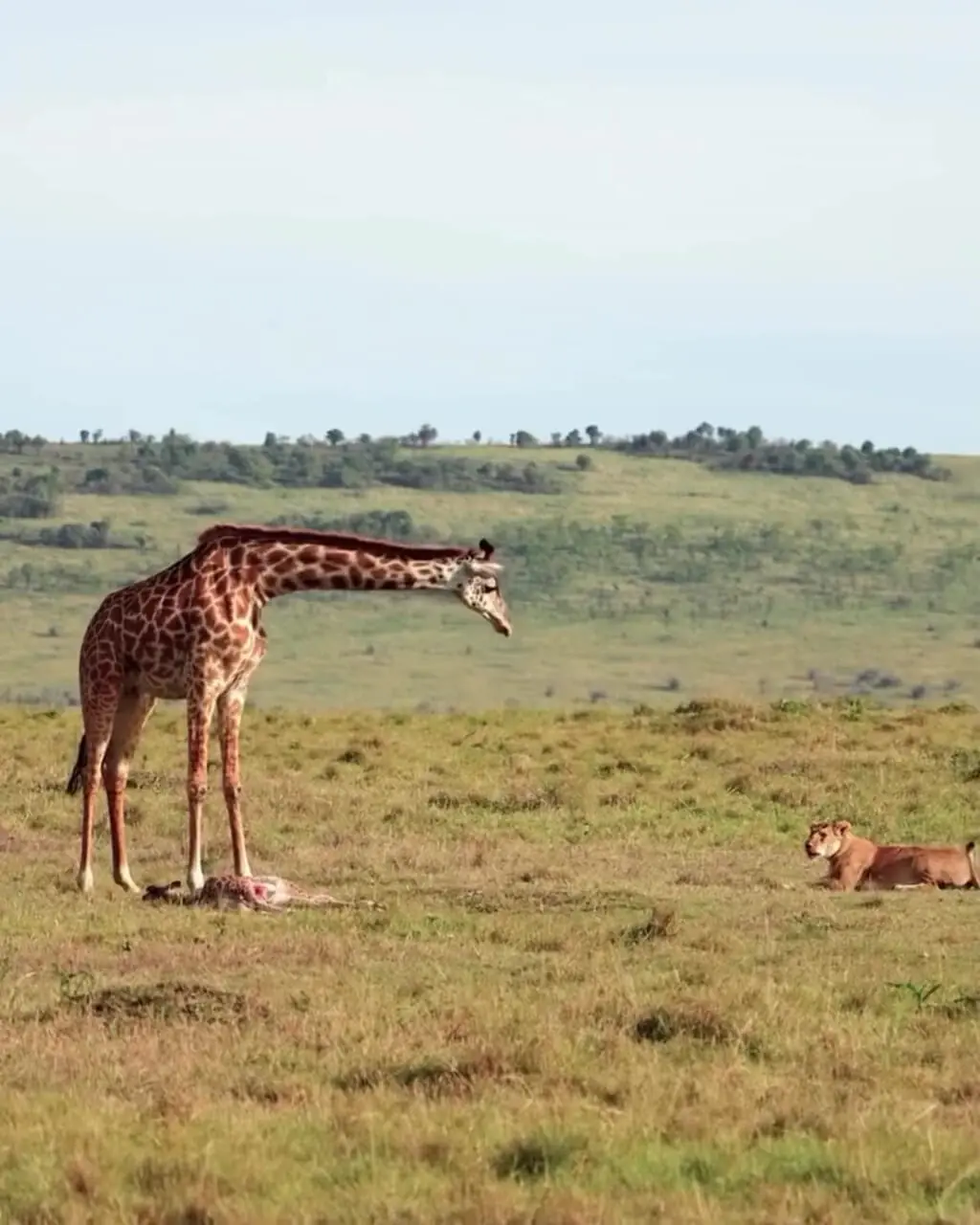 ببینید| صحنه‌ای تأثربرانگیز از حیات‌وحش؛ زرافه مادر از بچه مرده‌اش دفاع کرد