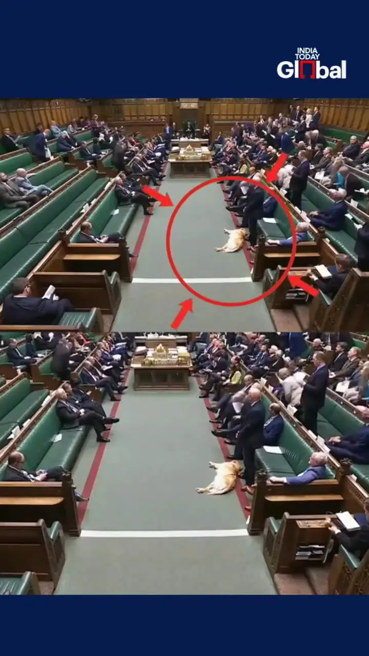 ببینید| سگ خواب‌آلود در پارلمان بریتانیا خبرساز شد