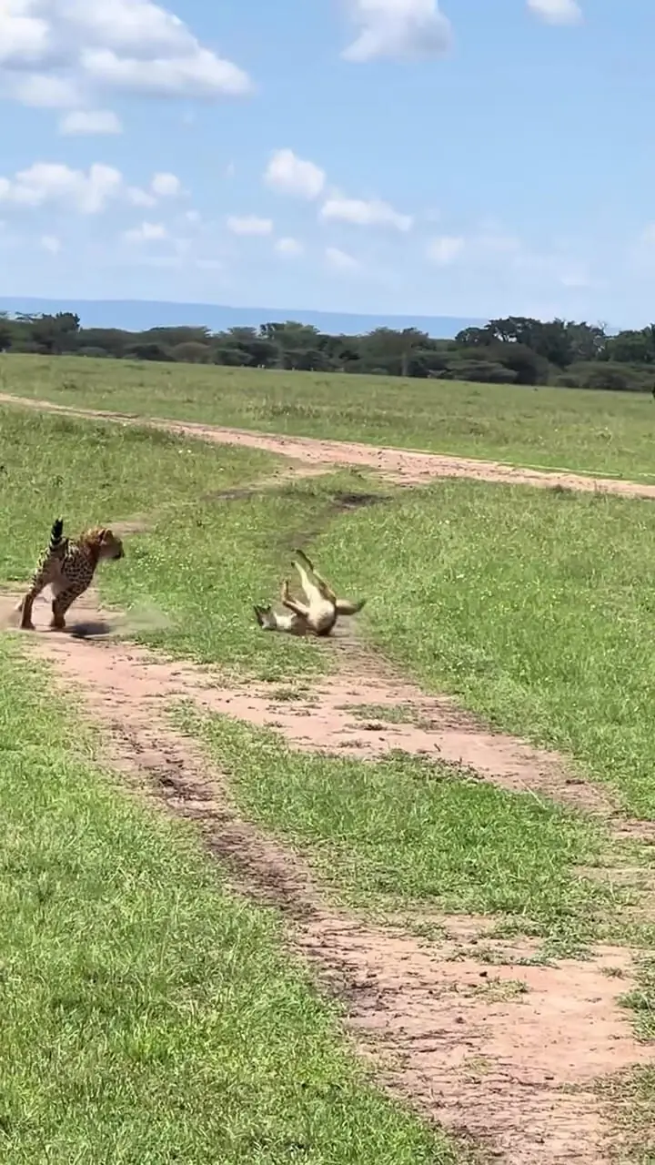 ببینید|  تعقیب نفس‌گیر در سرنگتی؛ سه یوزپلنگ در پی یک شغال