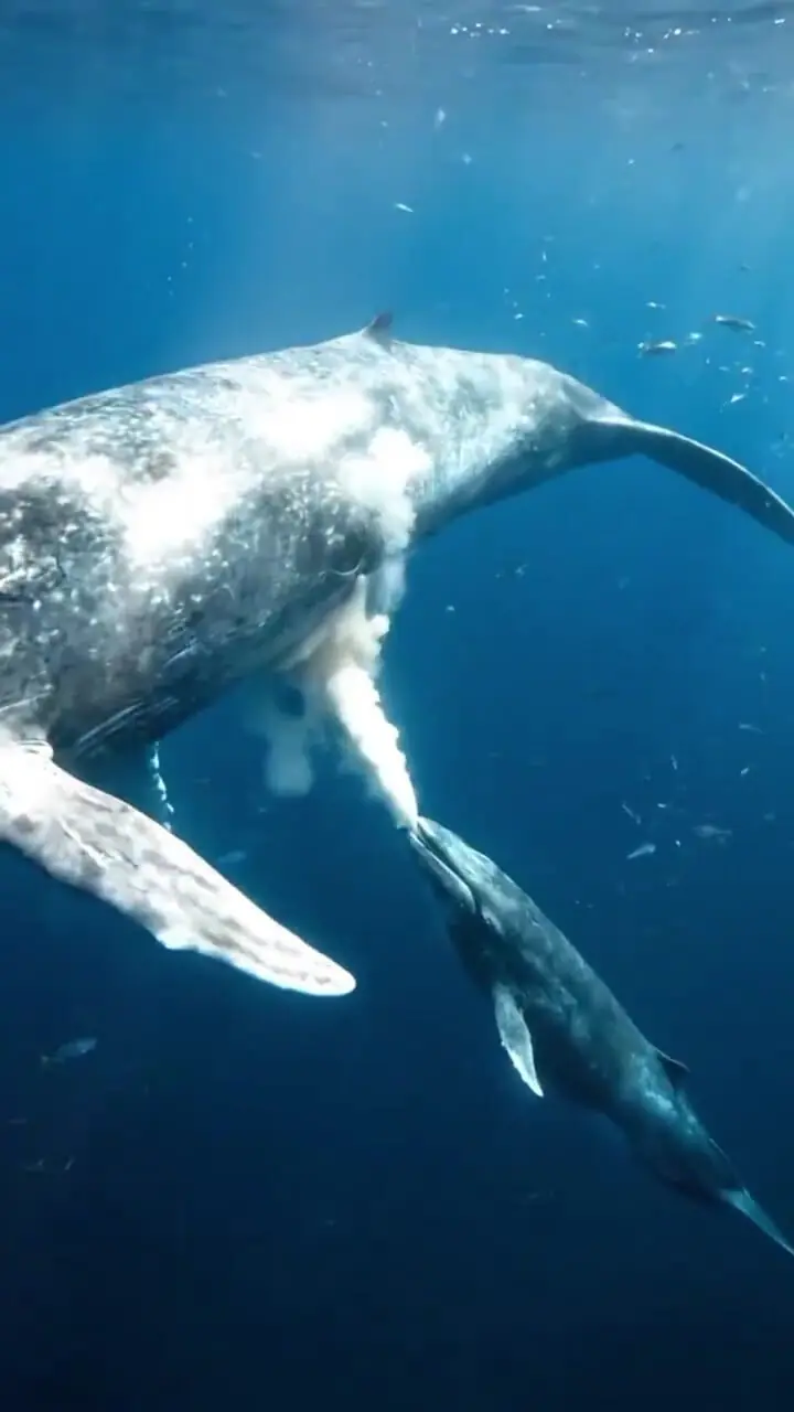 ببینید| صحنه‌ای حیرت‌انگیز از شیردهی یک نهنگ مادر به فرزندش!