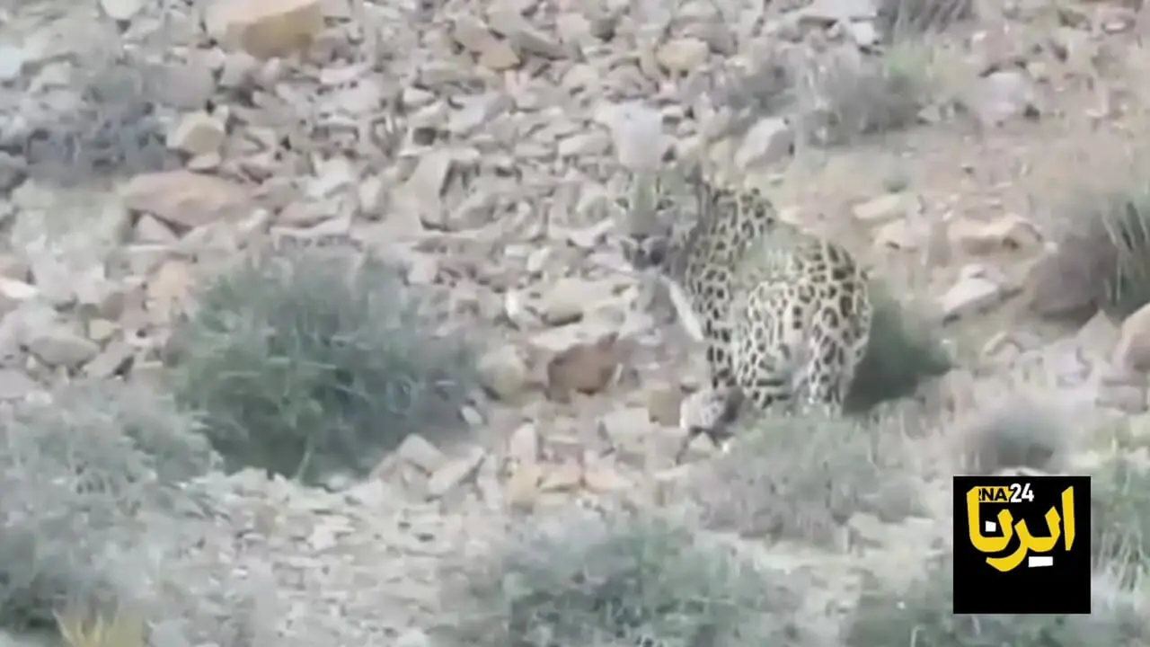 ببینید| رخ نمایی پلنگ ایرانی در جاجرم خراسان شمالی