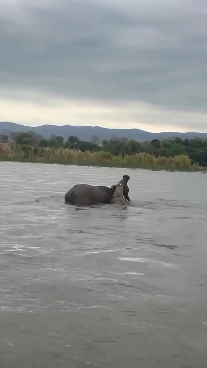 ببینید| گیر افتادن نفس‌گیر بوفالو در میان آرواره‌های تمساح