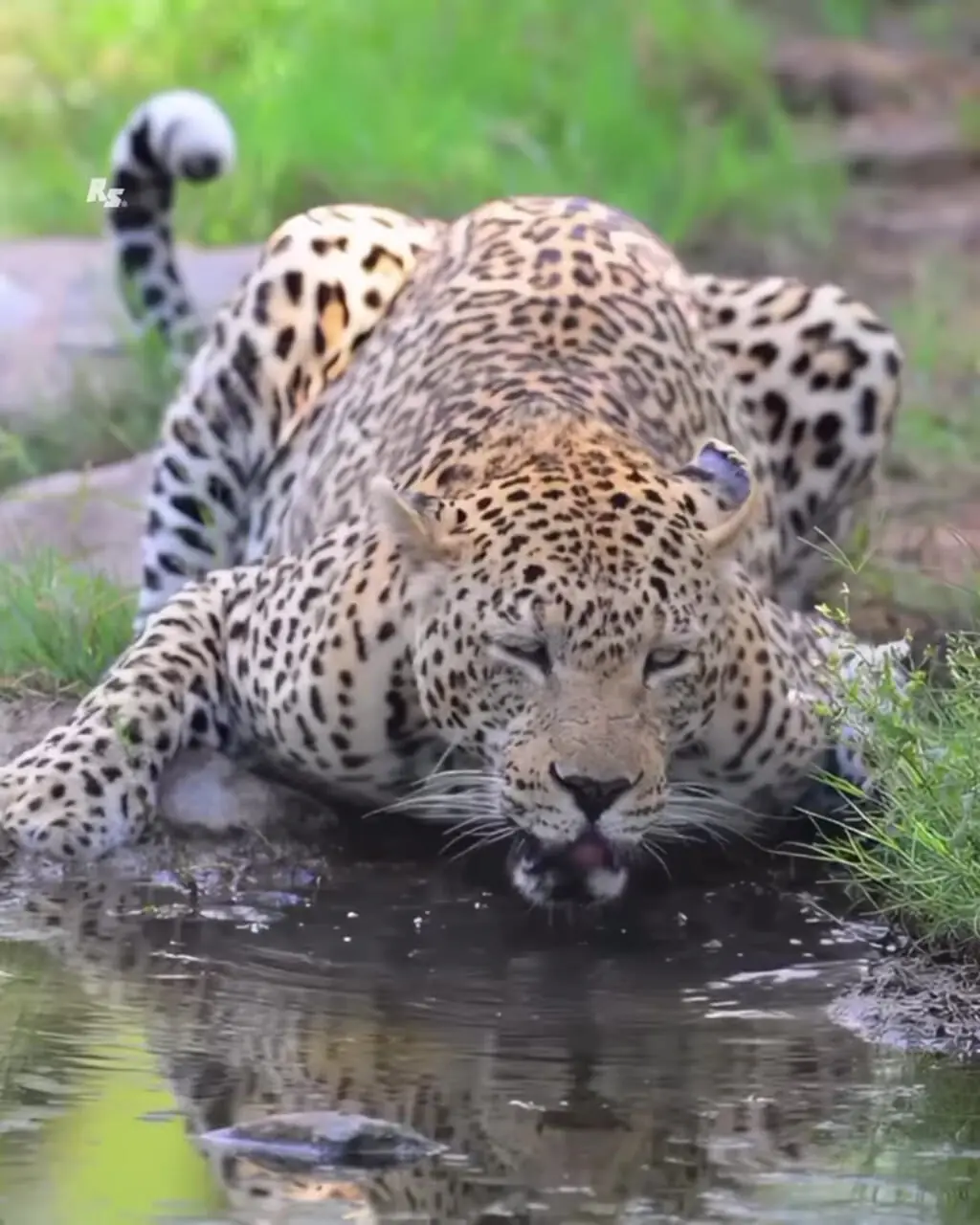 ببینید| آرامش یک پلنگ در کنار آبگیر