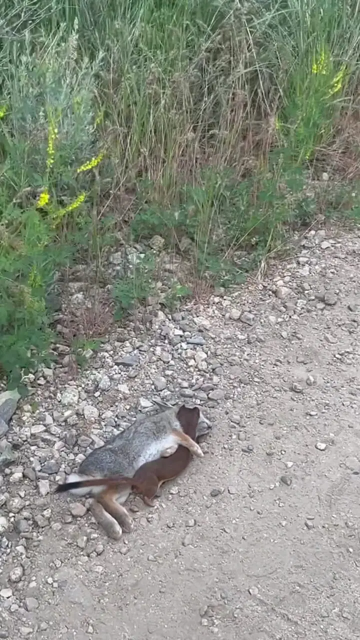 ببینید| راسوی دم‌دراز با شکاری دو برابر اندازه خود