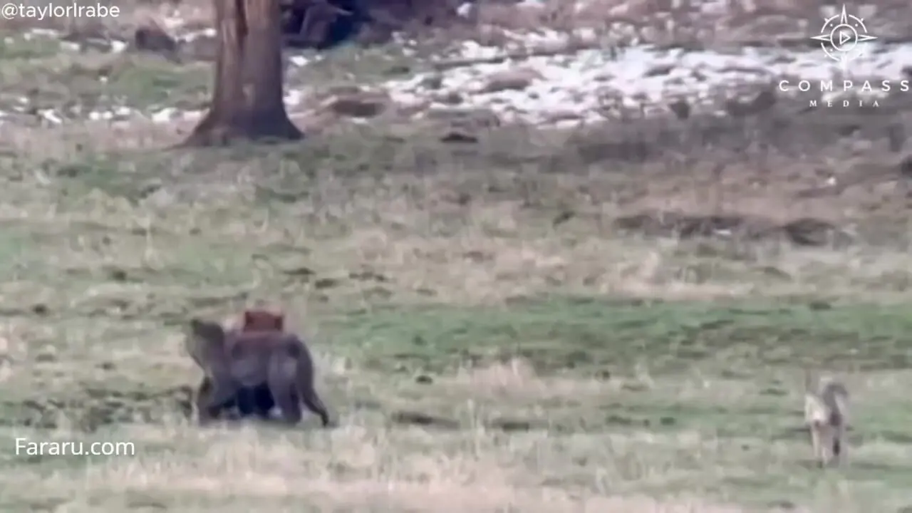 ببینید| فرار خرس سیاه از دست گرگ‌ها به بالای درخت