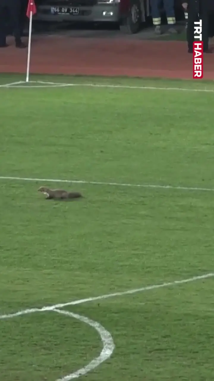 ببینید| ورود ناگهانی یک راسو به زمین فوتبال