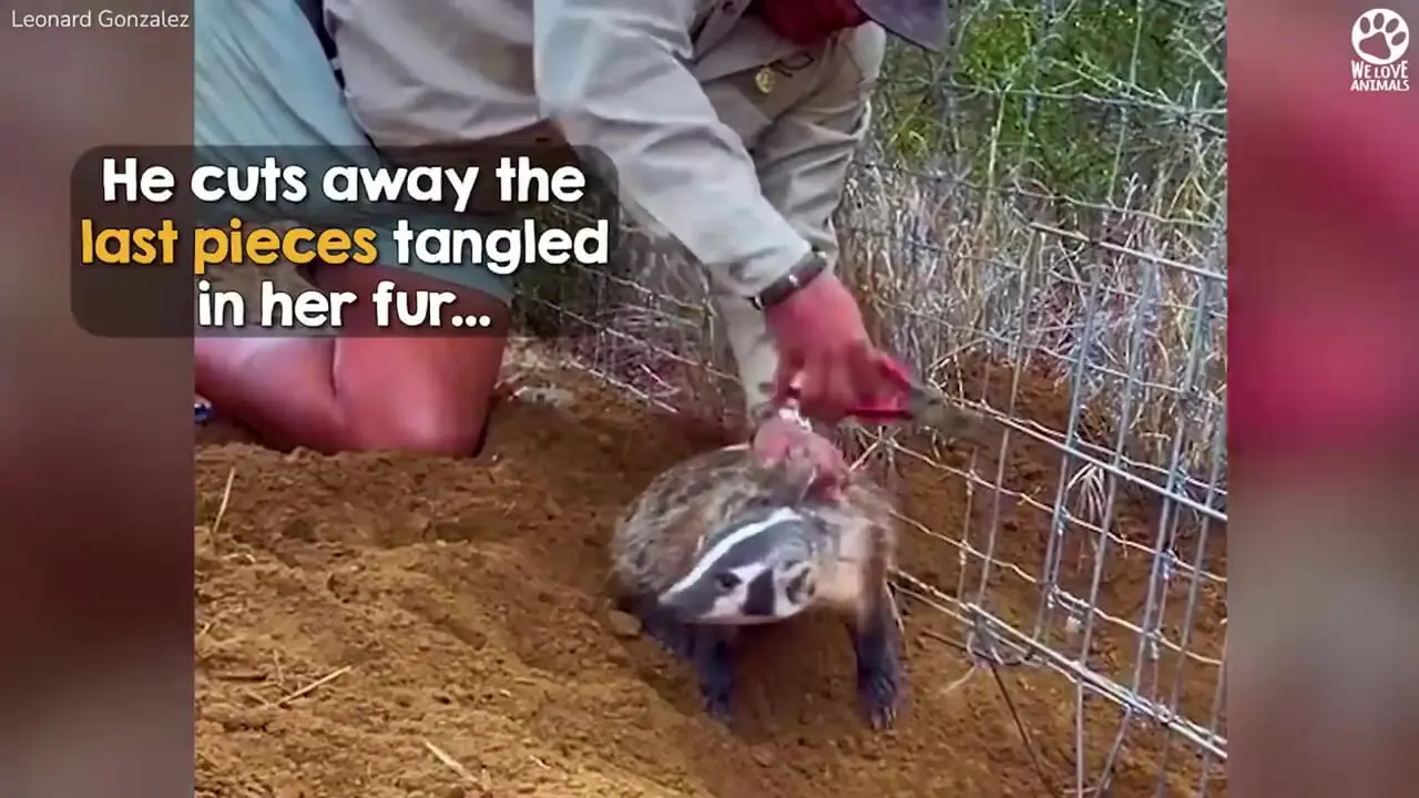 ببینید| عملیات دشوار برای رهایی گورکن وحشت‌زده از حصار