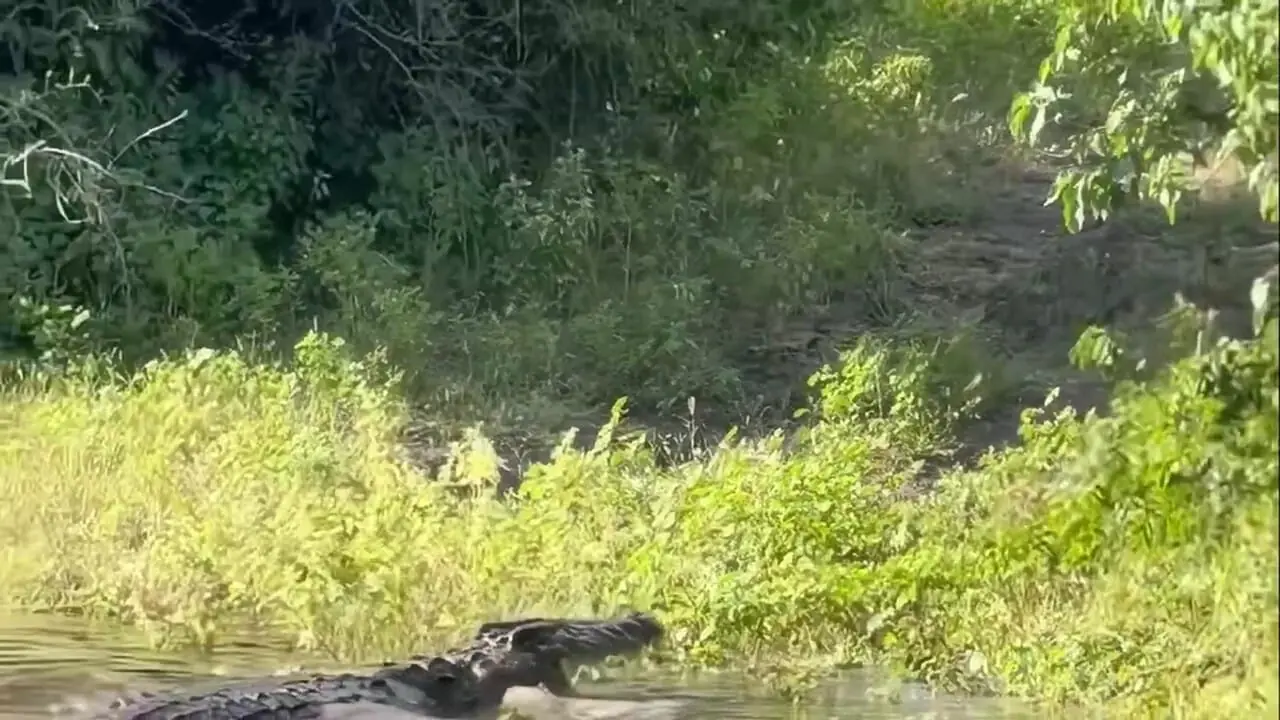 ببینید| حمله تمساح غول‌پیکر به بوفالو