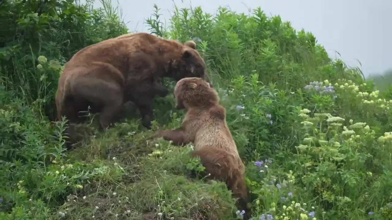ببینید| خرس مادر در نبردی مرگبار برای نجات توله‌هایش