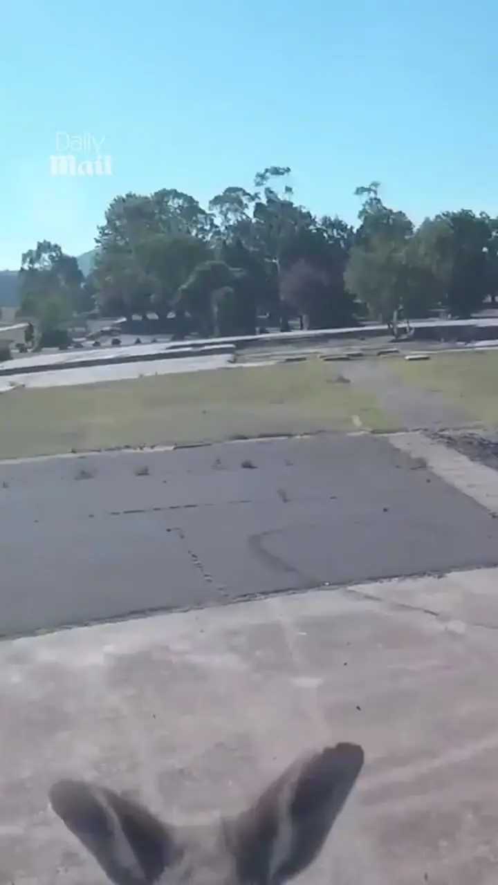 حمله کانگورو به پاراگلایدر پس از فرود