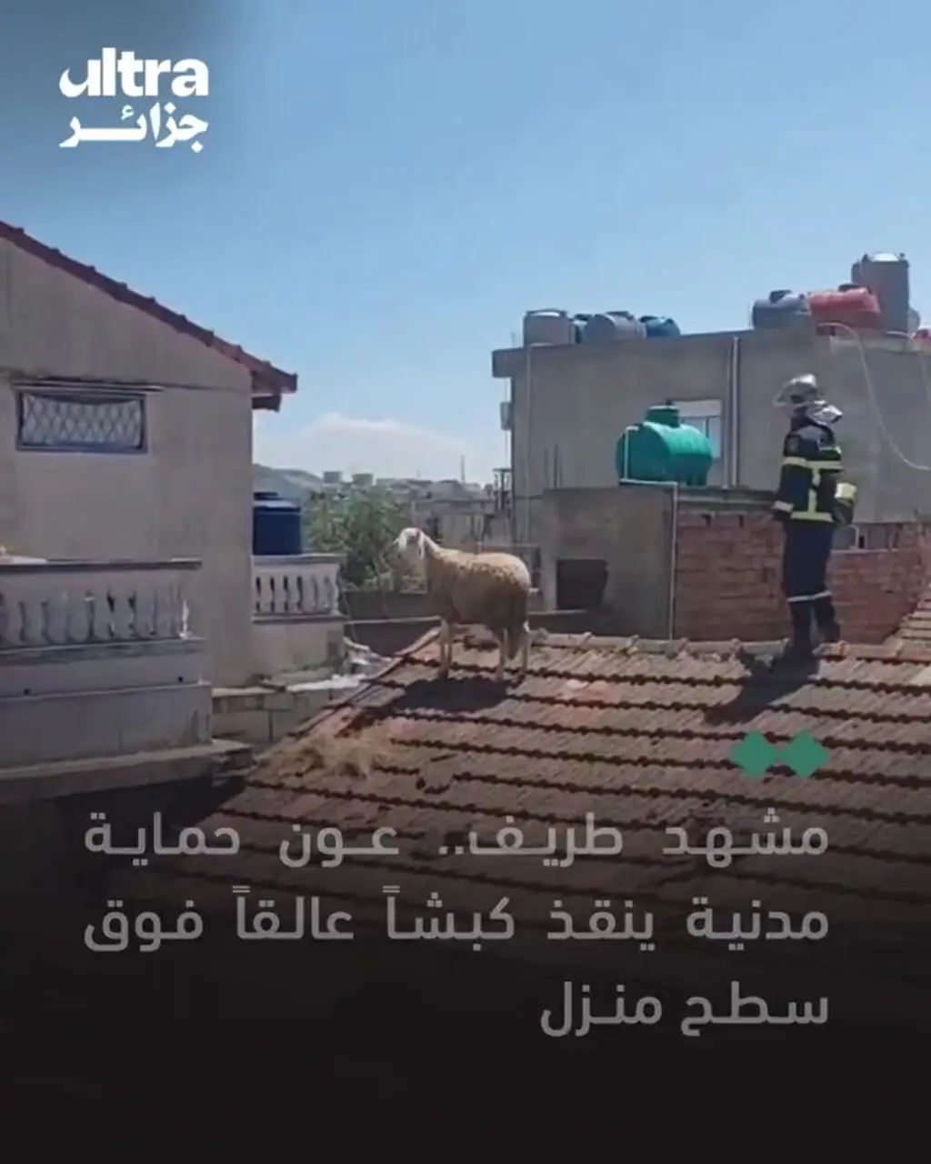 ببینید| فرار گوسفند عید قربان روی پشت‌بام