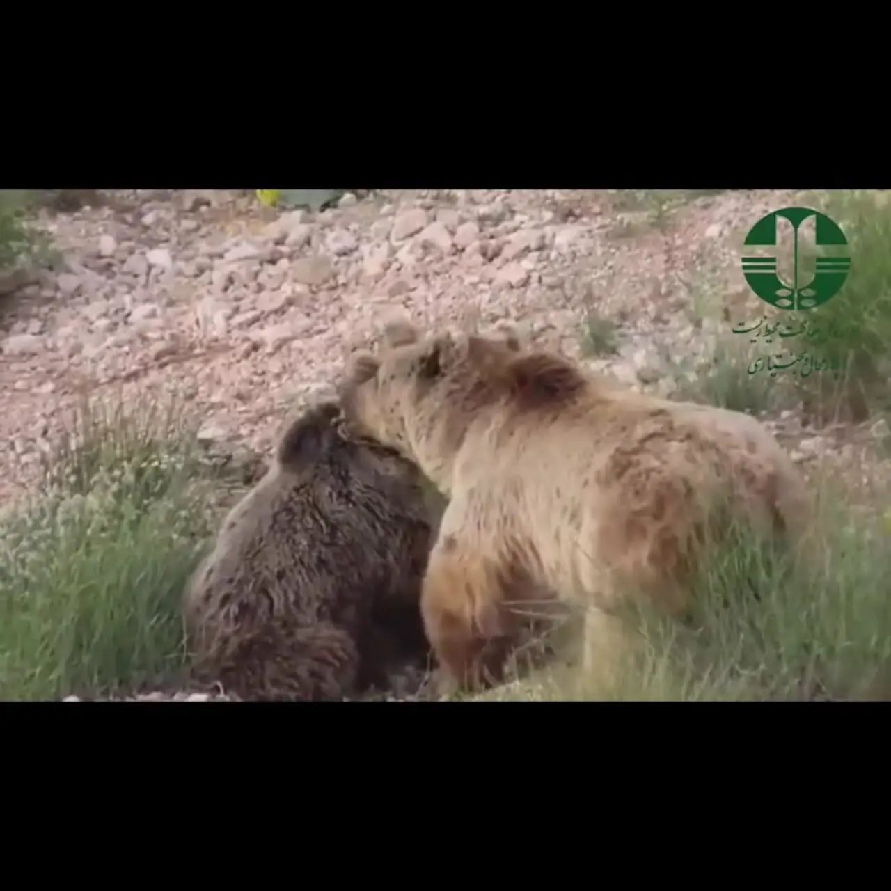 مشاهده دو خرس قهوه‌ای در منطقه حفاظت‌شده قیصری