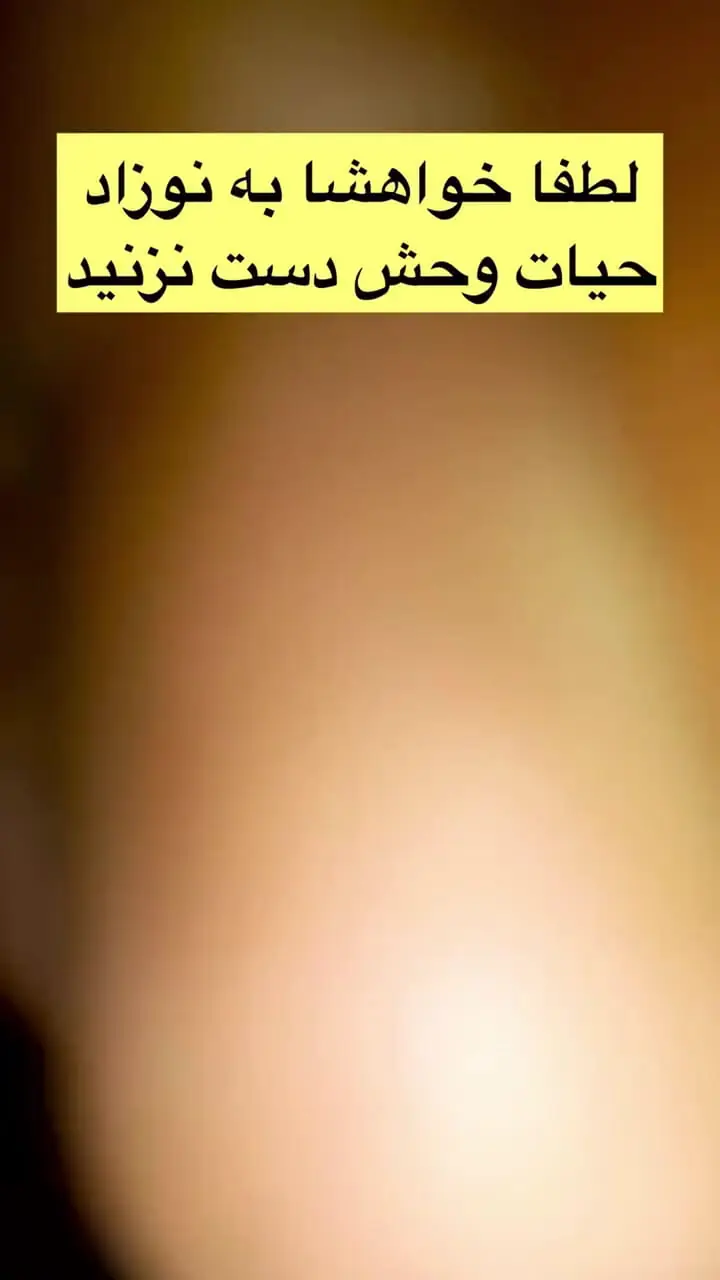نوازش بچه مرال؛ مهری که میتواند به قیمت جانش تمام شود!