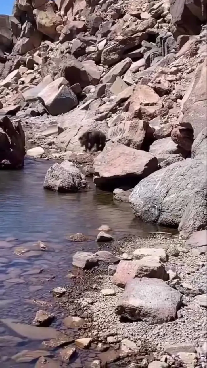 صحنه ای نادر از حیات وحش ایران در سبلان