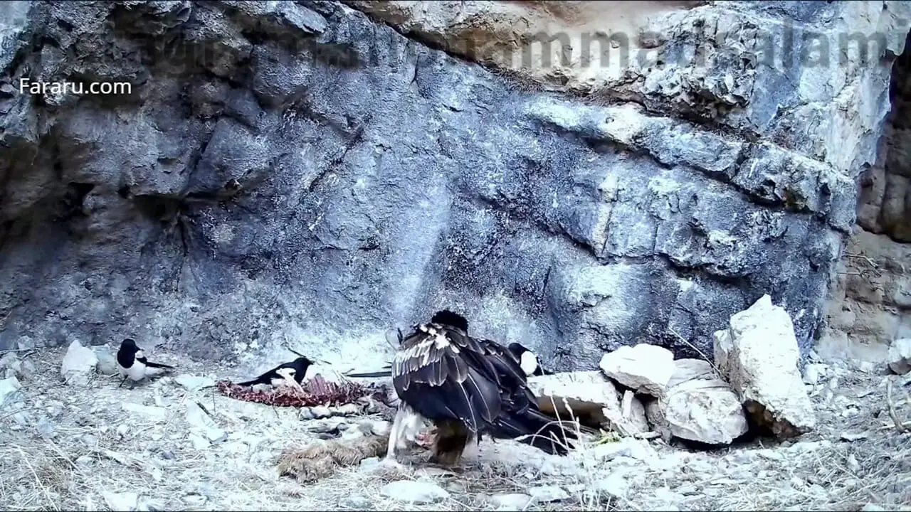 حضور یک هما بر سر لاشه‌ کل وحشی