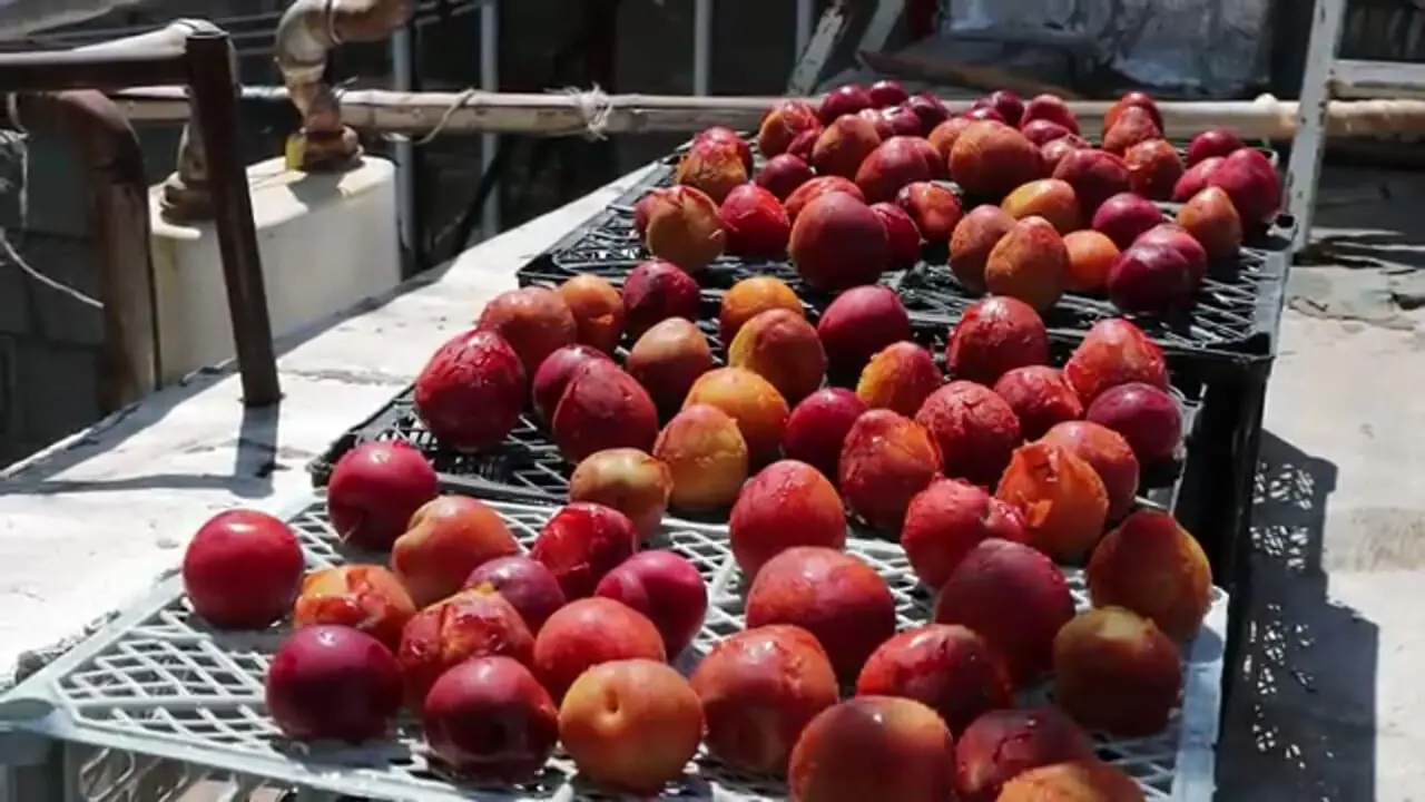 غذای روستایی در ایران؛ پخت نان تازه و تهیه شربت آلو خانگی