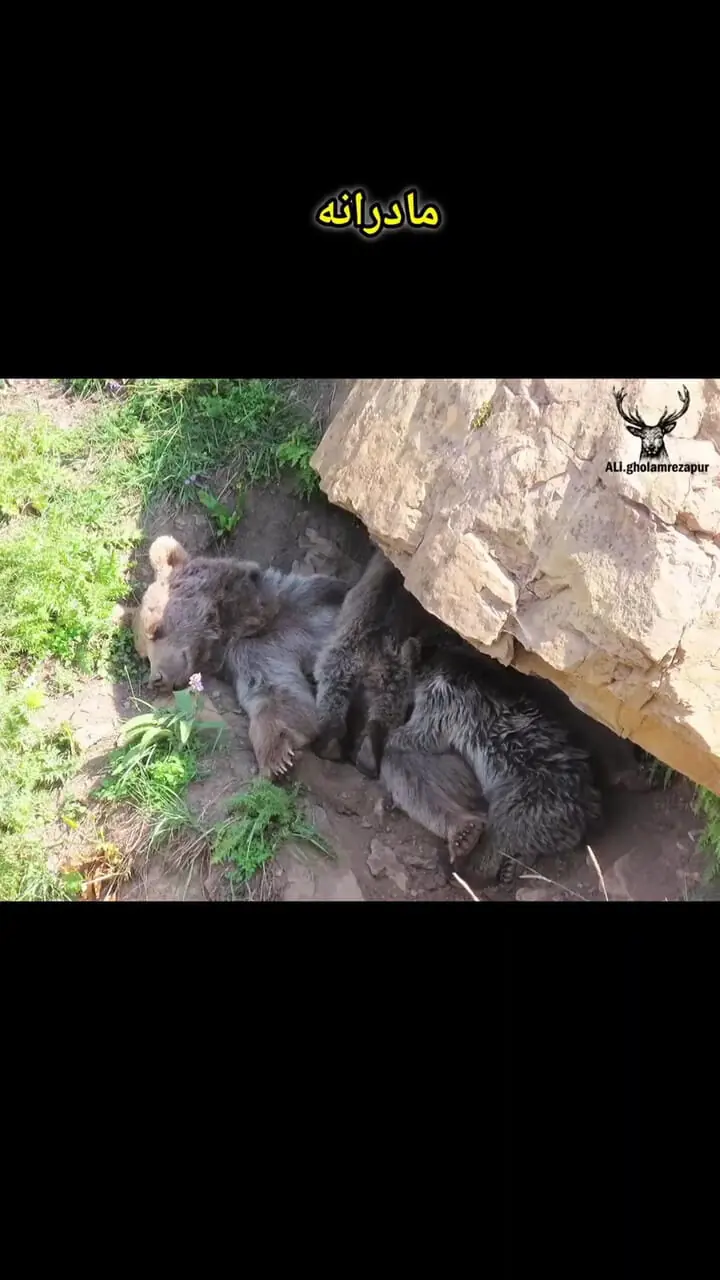 مادرانه خرس قهوه‌ای با توله‌هایش در حیات وحش نوشهر