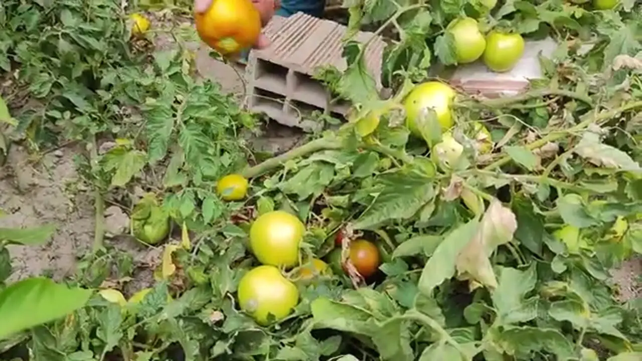 غذای روستایی در ایران؛ پخت دلمه بادمجان در روستایی زیبا