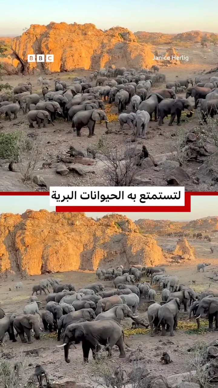 ضیافت عجیب فیل‌ها و میمون‌ها بر سر تفاله پرتقال
