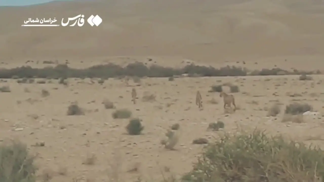 ببینید| مشاهده سه قلاده یوزپلنگ در گرمه