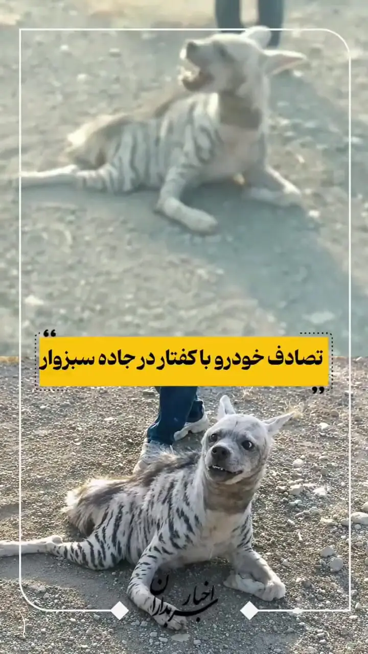 تصادف دلخراش خودرو با یک کفتار