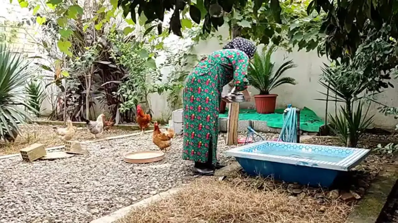 ببینید| غذای روستایی در ایران؛ پخت زرشک پلو با مرغ در روستایی زیبا