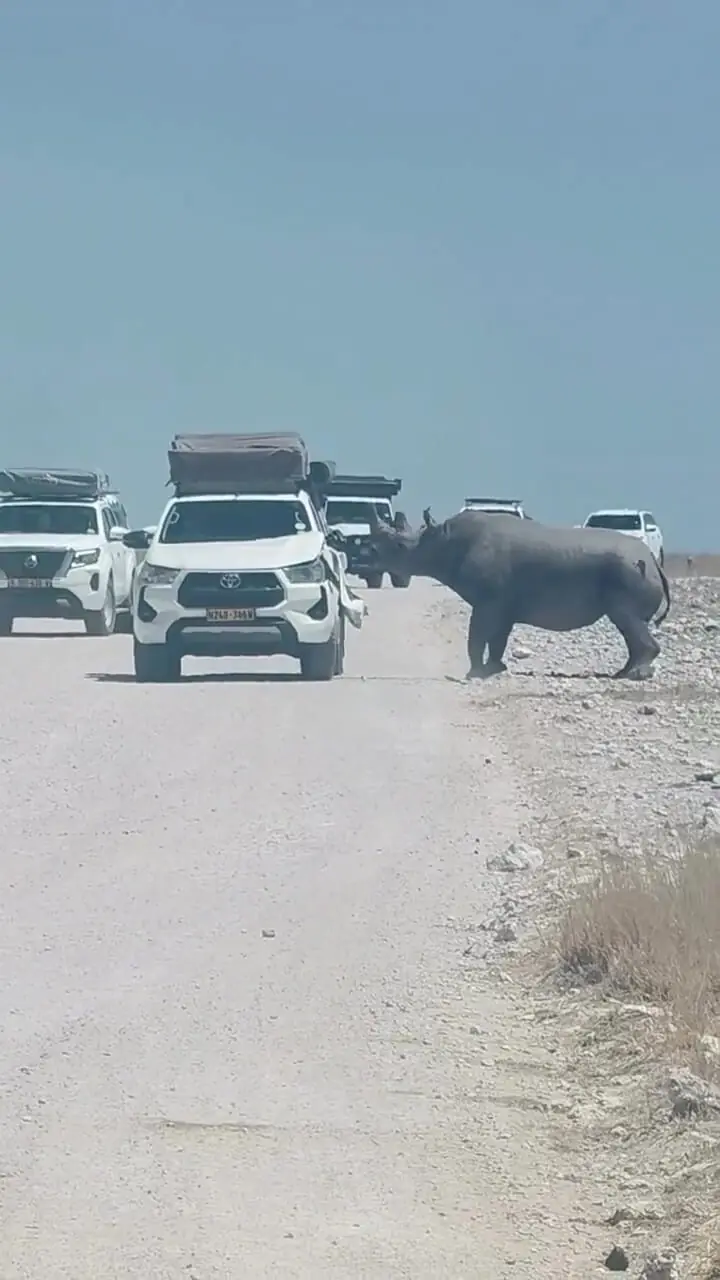 حمله ناگهانی کرگدن به خودروی گردشگران