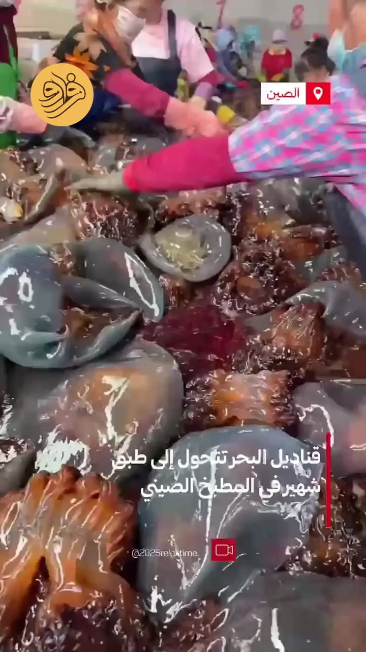 صید عروس دریایی برای سالاد