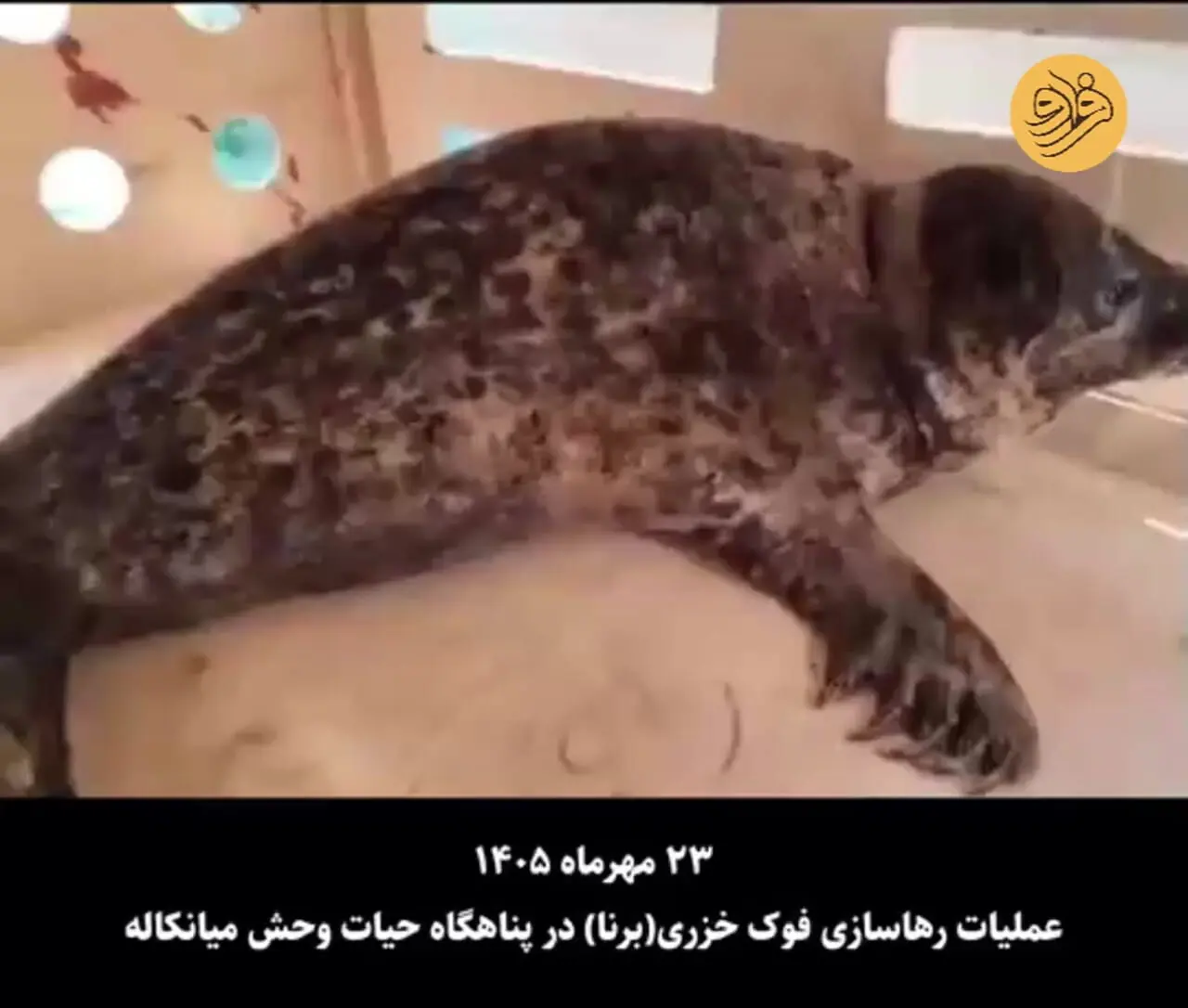 تصاویری دیدنی از مراحل درمان و رهاسازی فوک خزری