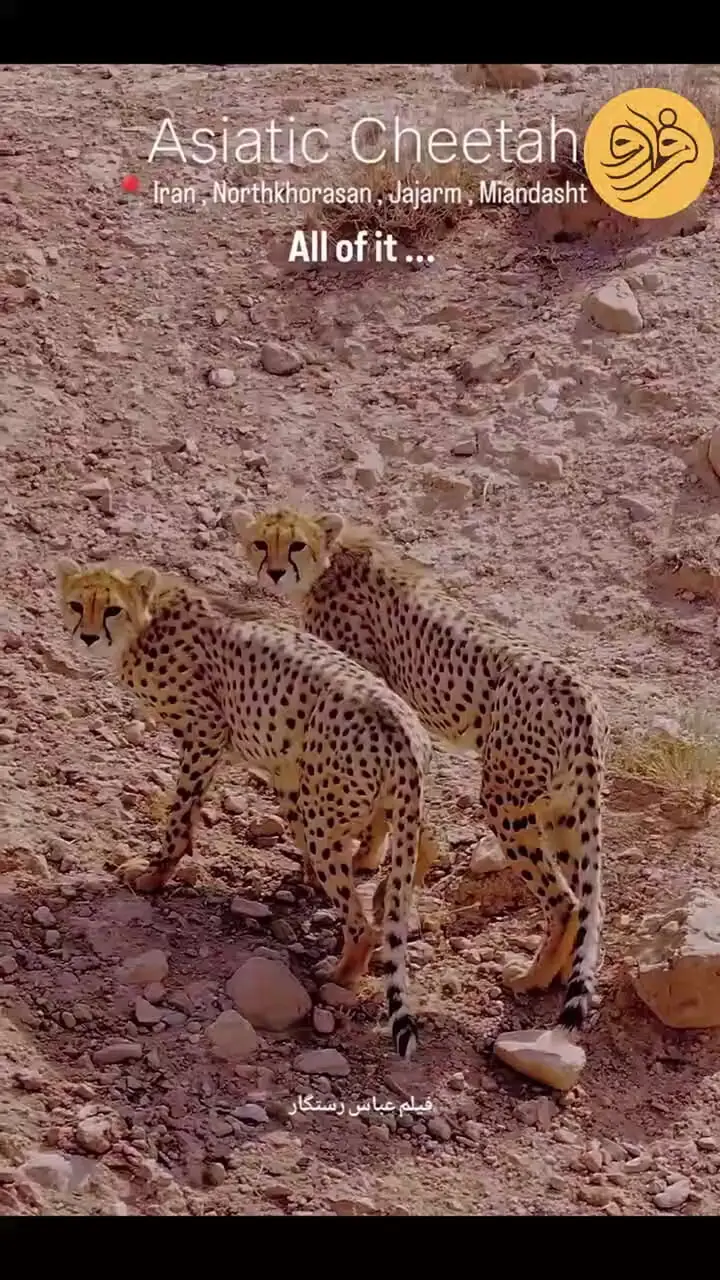 دو توله یوزپلنگ جداشده از هلیا در سلامت کامل