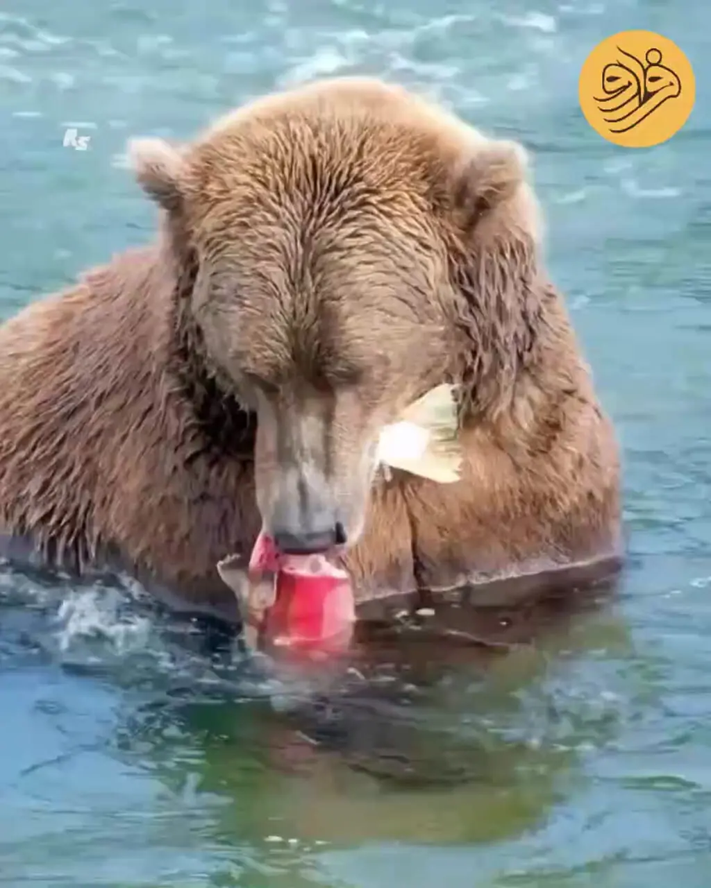 پوست سالمون؛ لقمه چرب خرس‌ قهوه‌ای