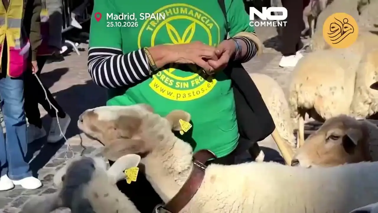 تسخیر مادرید با ۱۴۰۰ گوسفند و بز