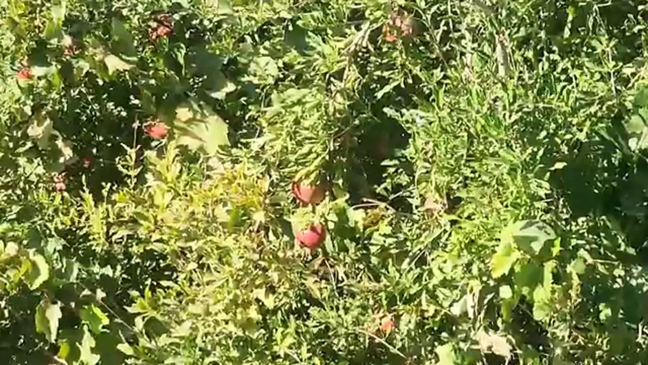 غذای روستایی در ایران؛ پخت رب گوجه فرنگی خانگی و پیراشکی با مرغ و گوشت